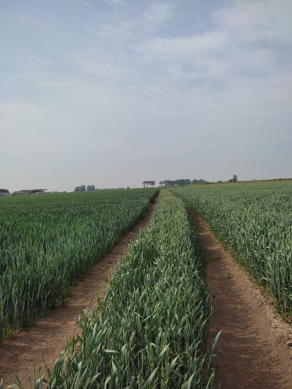 Extra photo from the walk